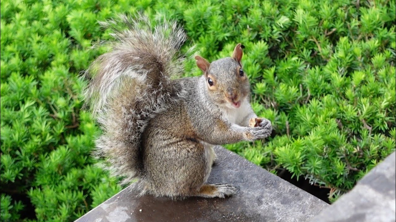 The goofiest squirrel ever (a Raggy special)