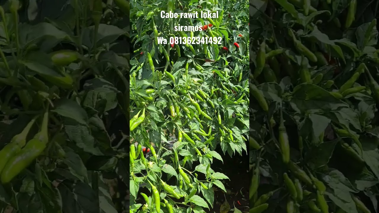 CABE RAWIT LOKAL SIRAMOS BERBUAH LEBAT | Manogi Situmorang