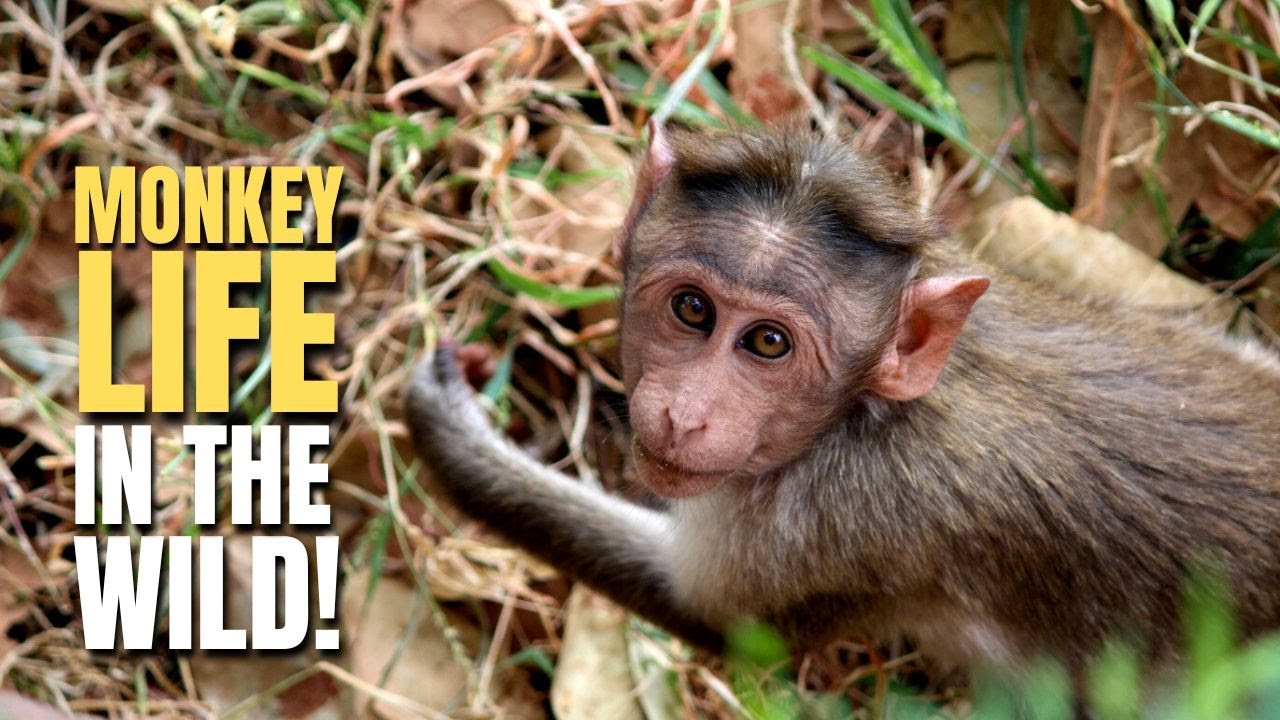 Bonnet Macaque Monkey Life | Funny & Cute Moments in the Wild