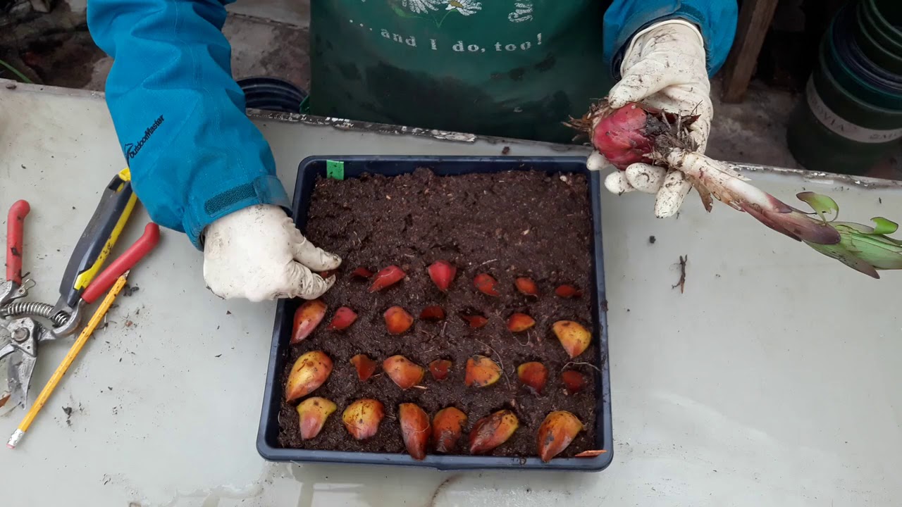 Imbricate Bulb Scaling with Stargazer Lily