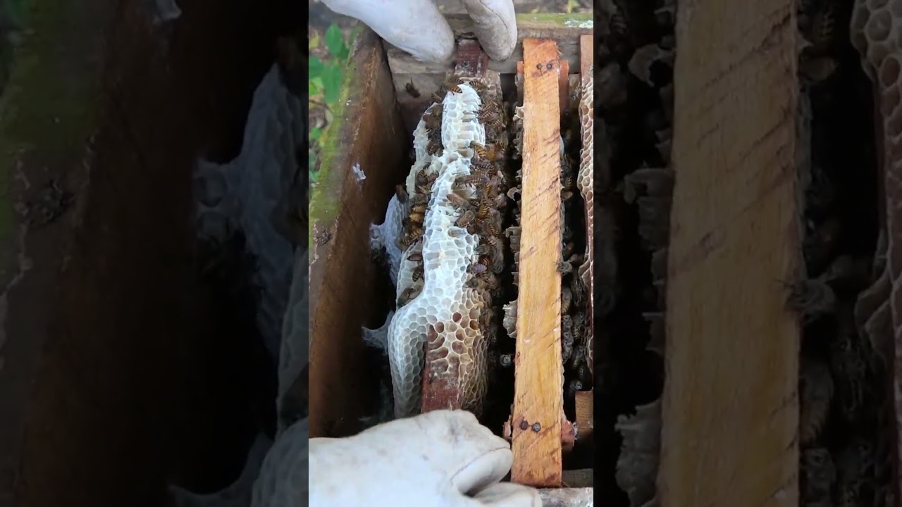 Beehive inspection |Herland's honey 