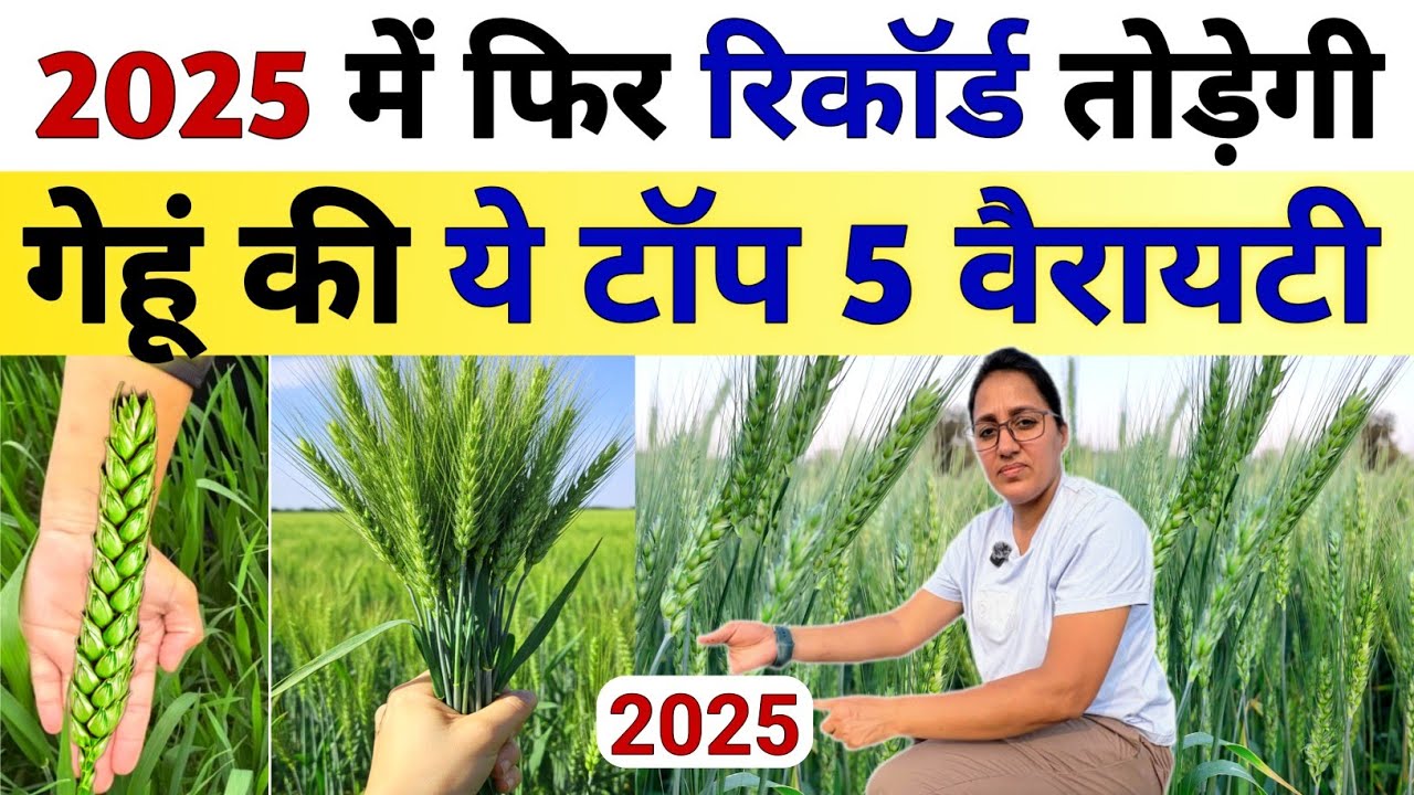 गेहूँ की 5 सबसे ज्यादा पैदावार देने वाली वैरायटी | Gehu ki top variety 2025 | Gehu ki kheti | kheti