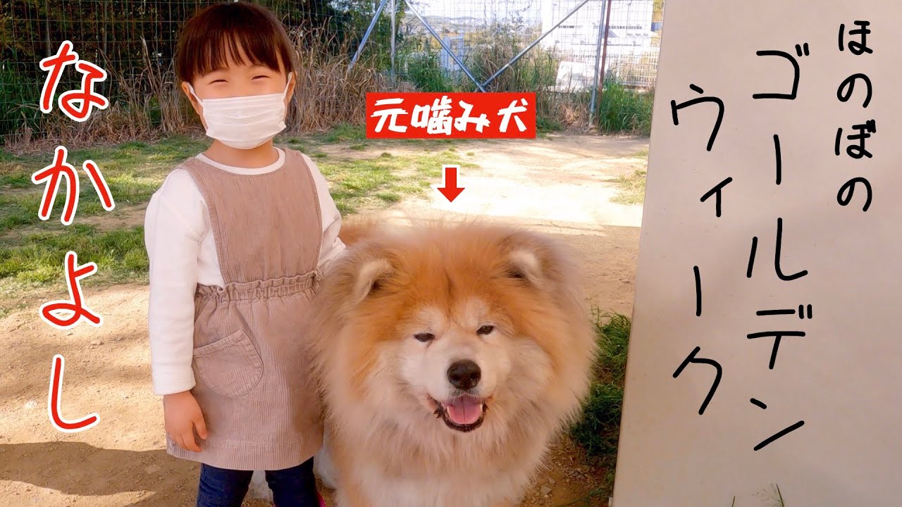 【元噛み犬】秋田犬 大吉と４歳少女 心優ちゃんのほのぼのゴールデンウィーク