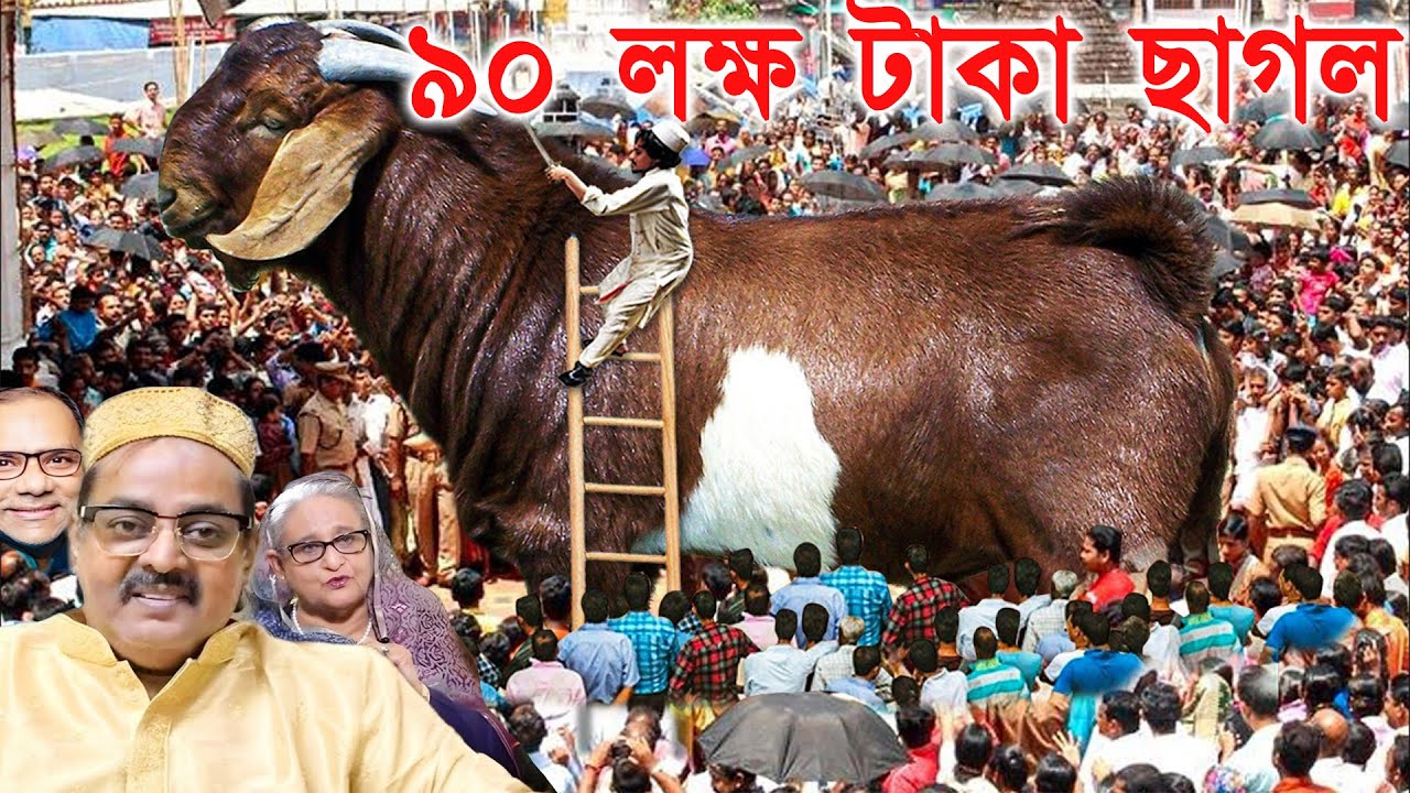 ডিপজল ভাইয়ের ৯০ লক্ষ টাকা ছাগল | Biggest goat in the world