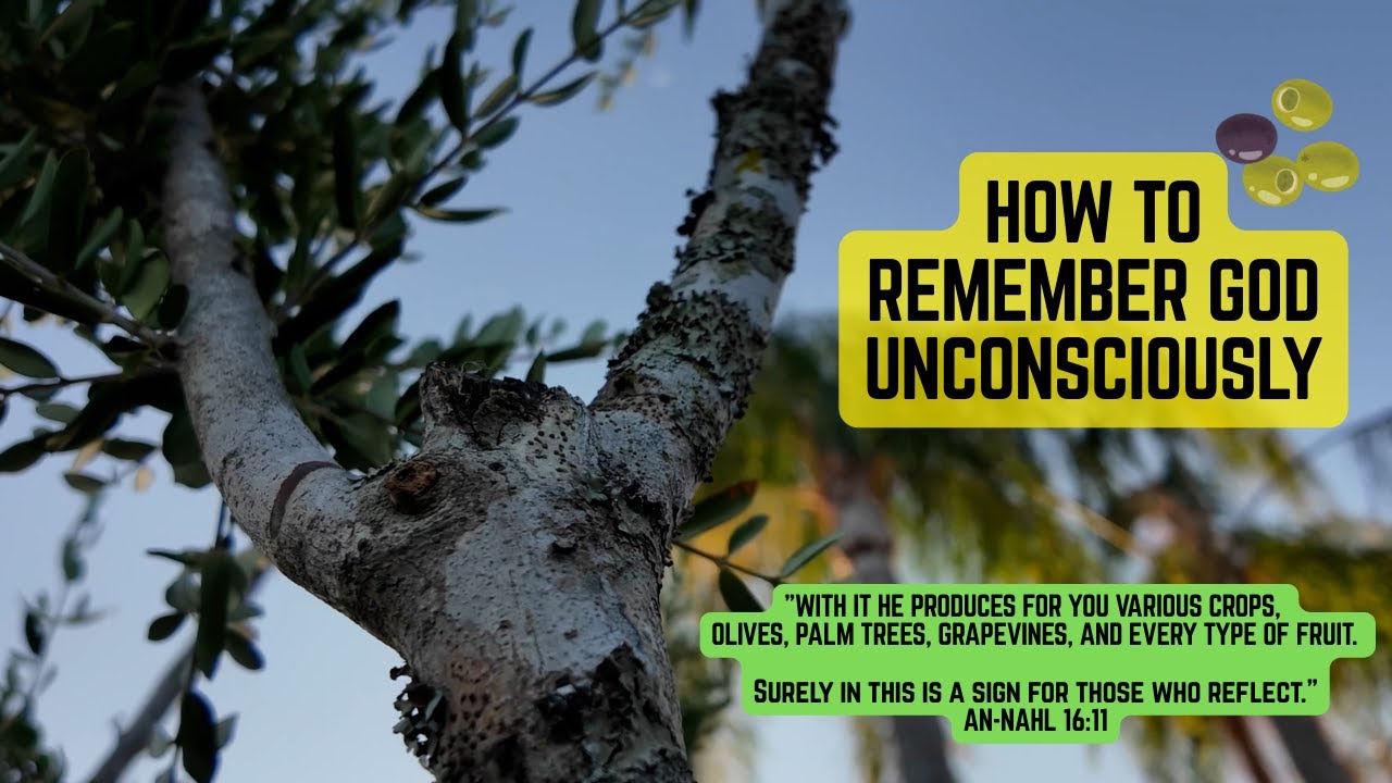 How to Remember God Unconsciously &ndash; My Olive Tree Story