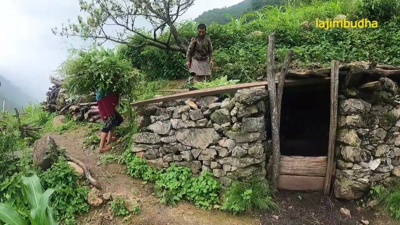 mountain people work || lajimbudha ||