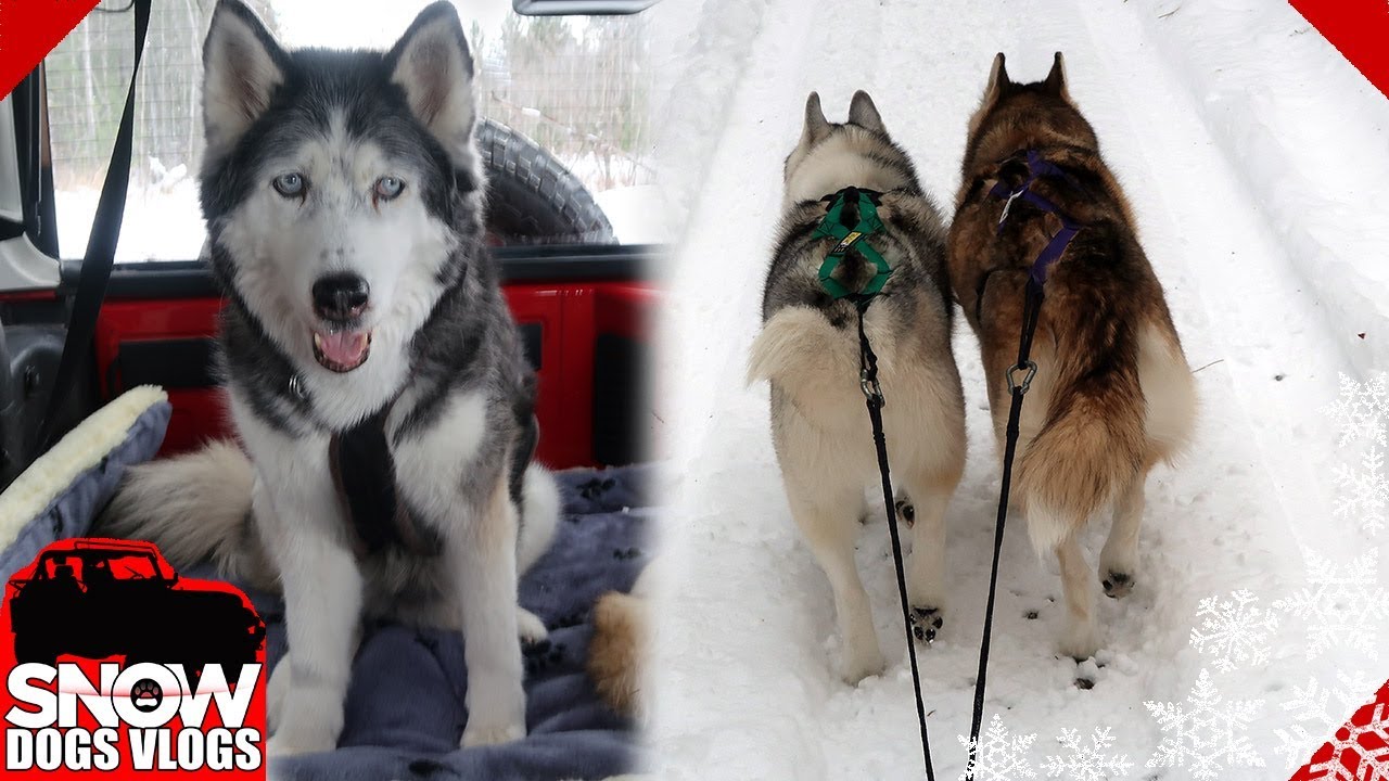 More Snow means More Sledding !