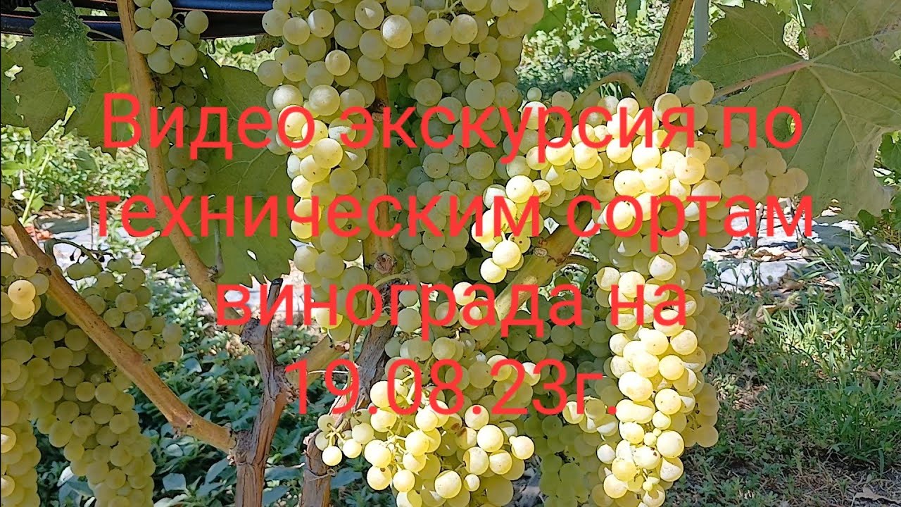 Видео экскурсия по техническим сортам винограда.