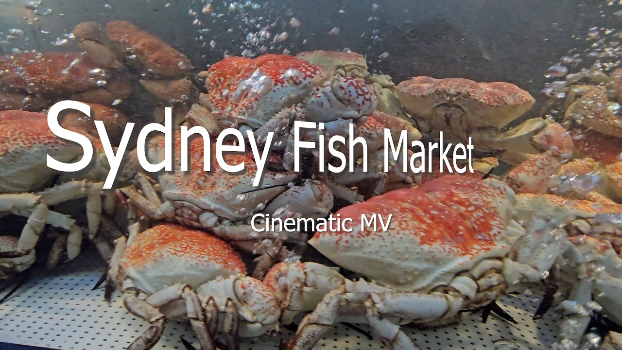Sydney Fish Market | A Morning in Motion (Cinematic MV)