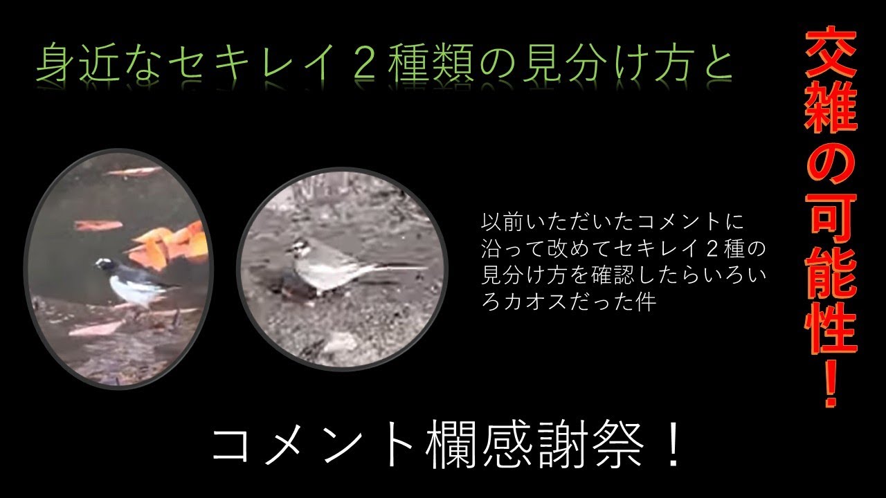 【コメ欄感謝祭】ハクセキレイとセグロセキレイの識別及びその交雑の可能性