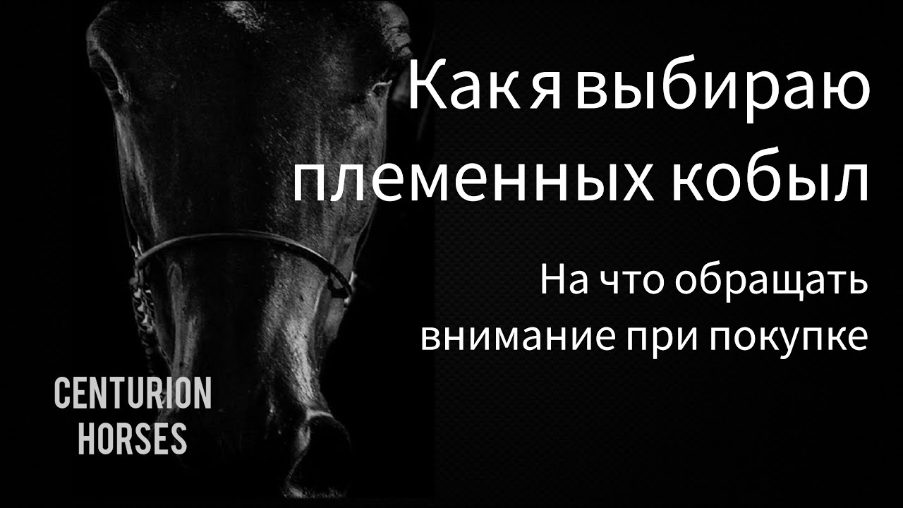 Как выбрать и купить племенную кобылу для разведения?