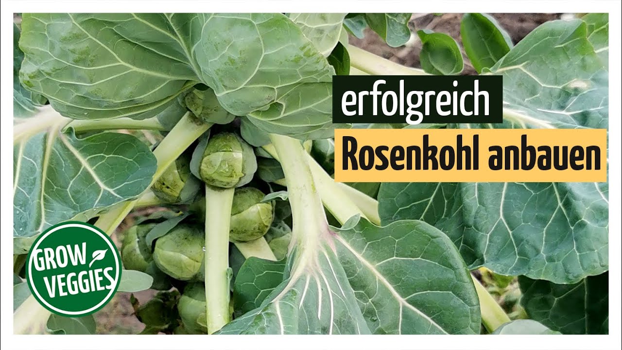 Rosenkohl erfolgreich anbauen | Gemüseanbau im Garten | Sprossenkohl @Gartengemüsekiosk