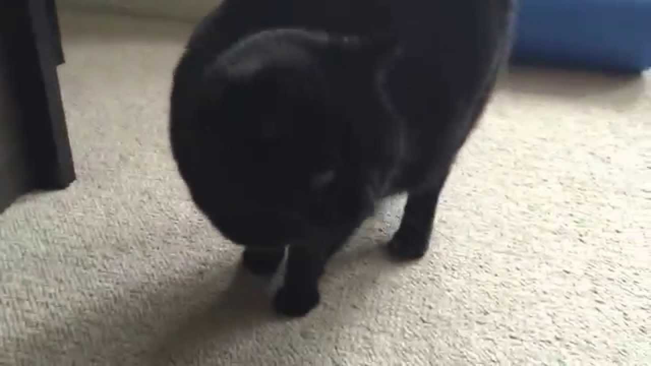 Mama Tuki, the Chubby Black Cat Trilling Out