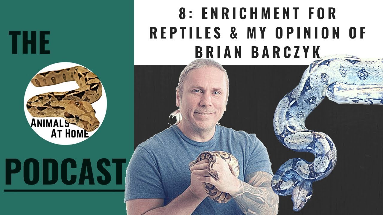 Enrichment for Reptiles & My Opinion of Brian Barczyk | The Animals at Home Podcast