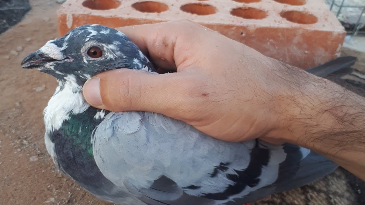 كيفية شراء الحمام من السوق🕊✌| معلومات عن فروخ الطيور ومعلومات عامة❤❤|