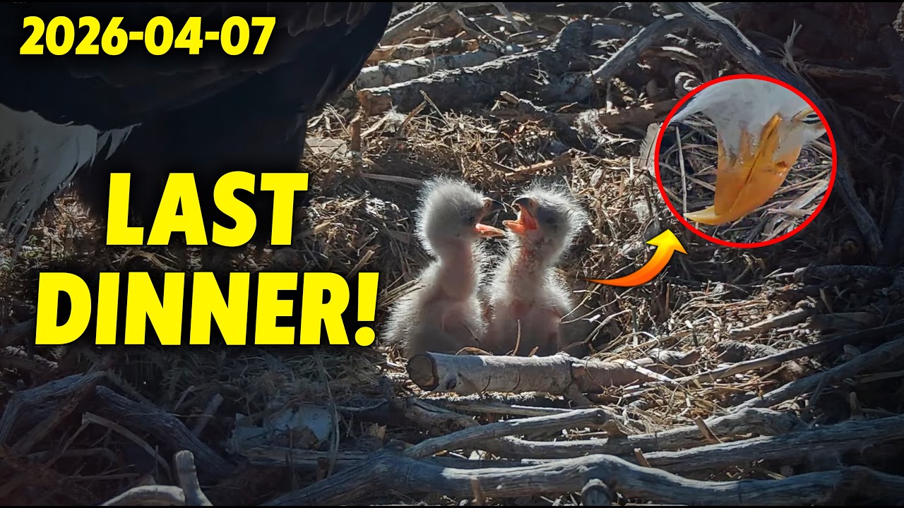 Sunset Feeding! Mom Jackie Makes Sure the Babies Are Full for the Night 🦅