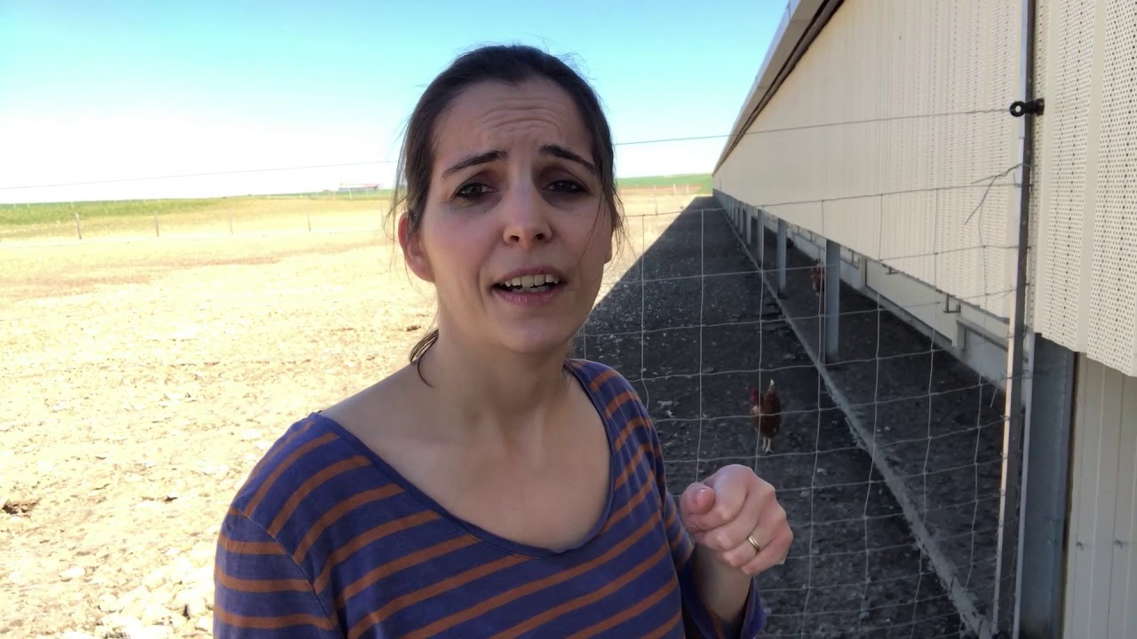 Rythme biologique de la poule