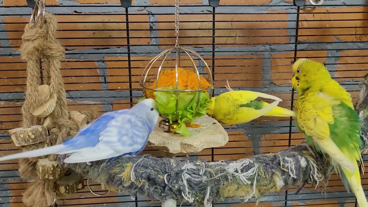 budgie parakeet sounds for lonely birds to make them happy