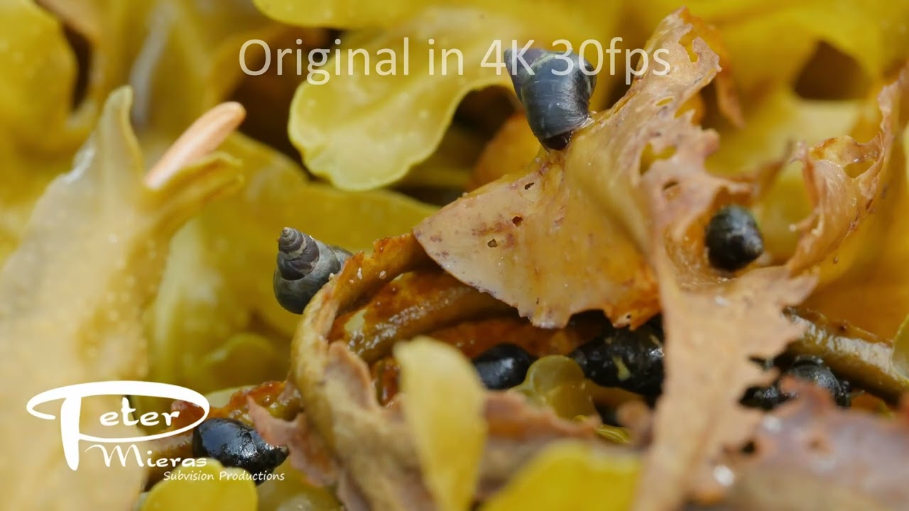 Dire welks on rockweed close up timelapse