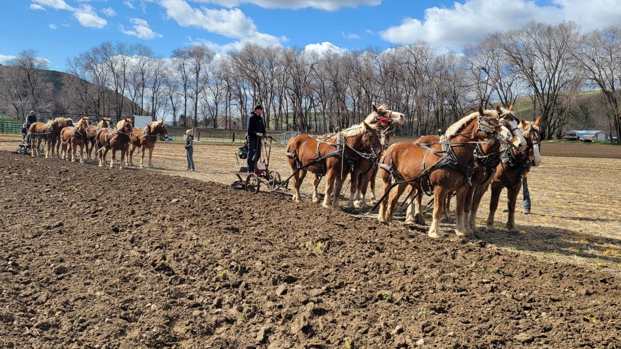 Spring Plowing With Horses And Mules | Day 1 in Pomeroy, WA