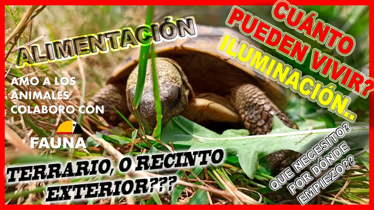 Tortugas de tierra CUIDADOS y aspectos Básicos 🐢 | Que NECESITO para tener una tortuga