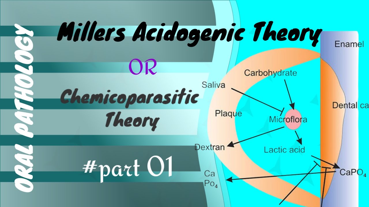 Millers theory/ Acidogenic theory / Chemicoparasitic theory