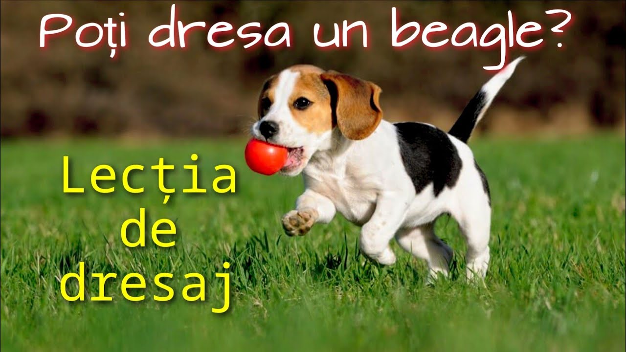 Poți dresa un BEAGLE? LECȚIA DE DRESAJ cu metoda.