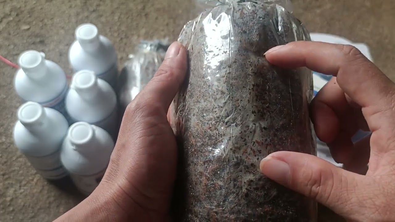 cung cấp giống nấm 🍄 rơm đạt chuẩn.giao hàng toàn quốc.lh 0374740446