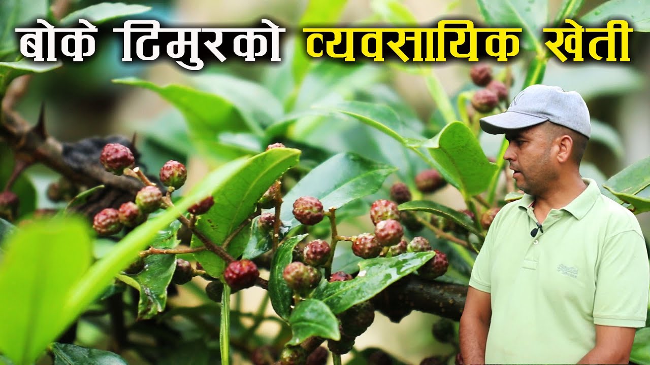 बोके टिमुरको व्यवसायिक खेती गरिरहेका महेश बन्जरा,रोपे ३ हजार ५ सय बिरुवा - Sichuan pepper farming