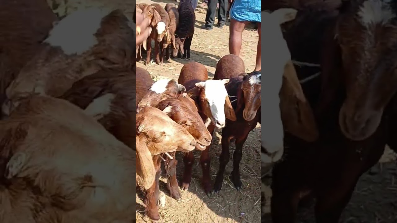 Sindhanur kenguri Sheep kids market 