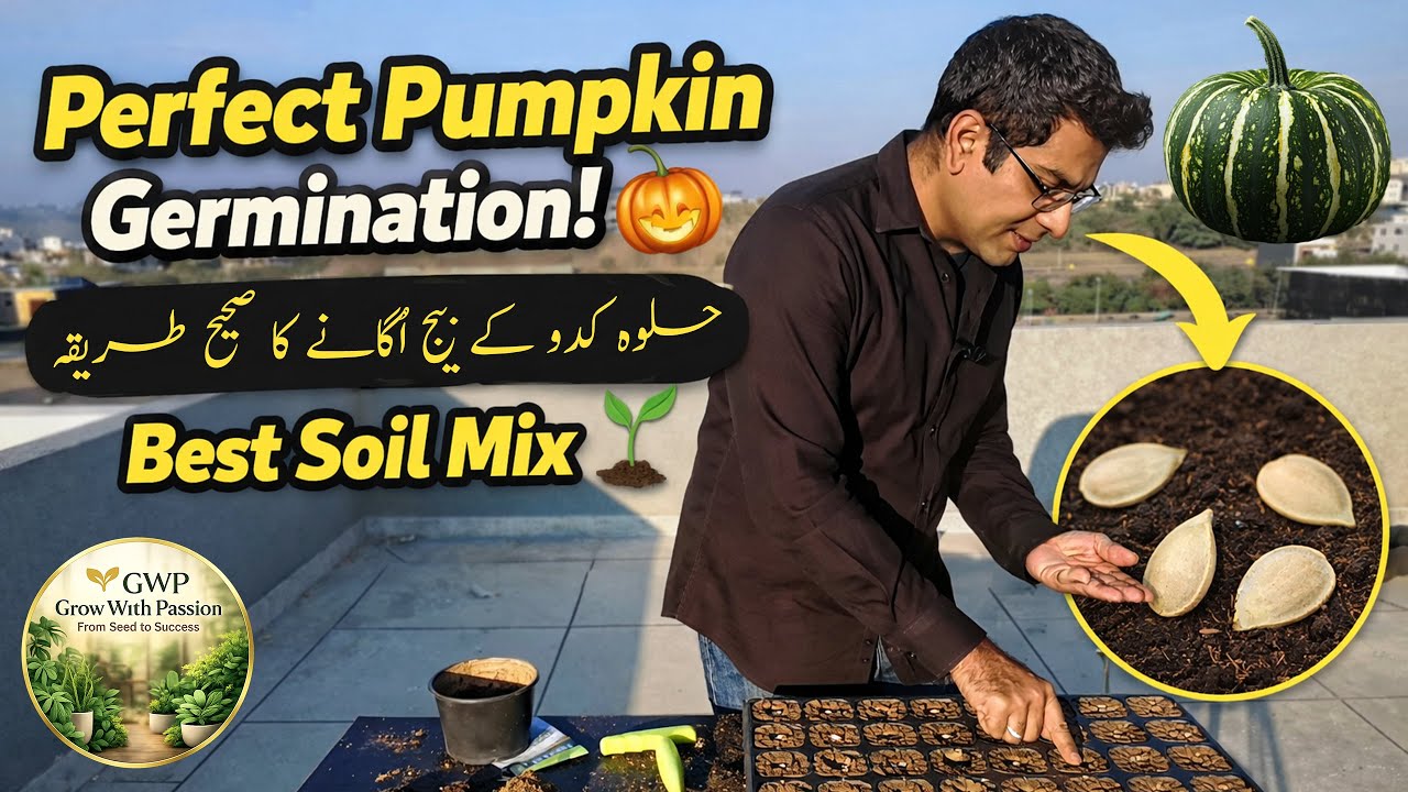 How to Grow Pumpkin from Seeds at Home 🎃 | Best Soil Mix for Fast Germination