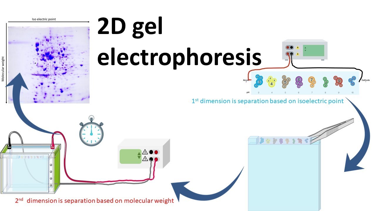 2D gel electrophoresis