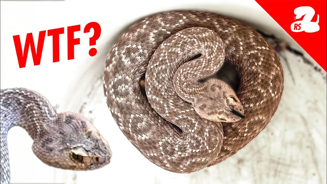 The Weirdest Rattlesnake Removal We've Ever Done?