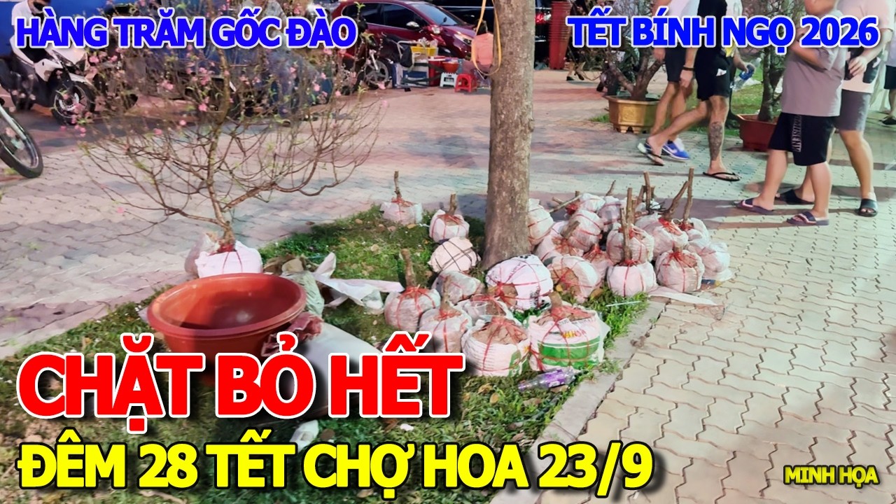 RỒI XONG - CHẶT BỎ HÀNG TRĂM GỐC ĐÀO MIỀN BẮC TẠI CHỢ HOA CÔNG VIÊN 23/9 ĐÊM 28 TẾT CHỢ BẾN THÀNH