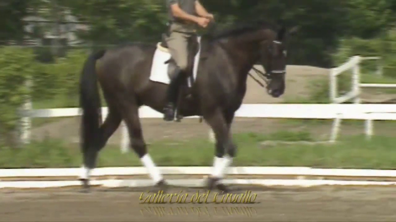 ♘ Cavalli ۞ Riscaldamento ۞ Lavoro in Piano ۞ Dressage