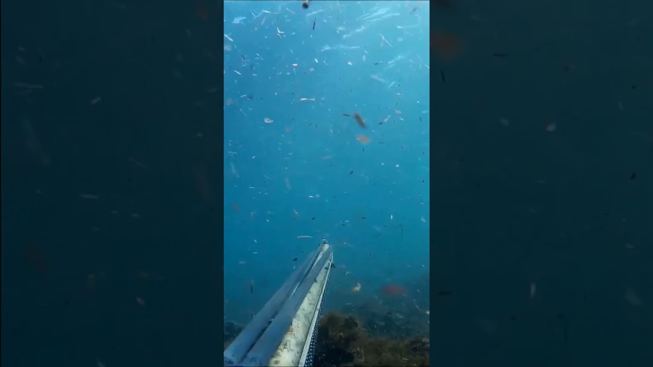 🏹🐟🌊 PESCA SUBMARINA ESPERA EN AGUAS TURBIAS ENTRADA DE UNA LUBINA Y AL SACO