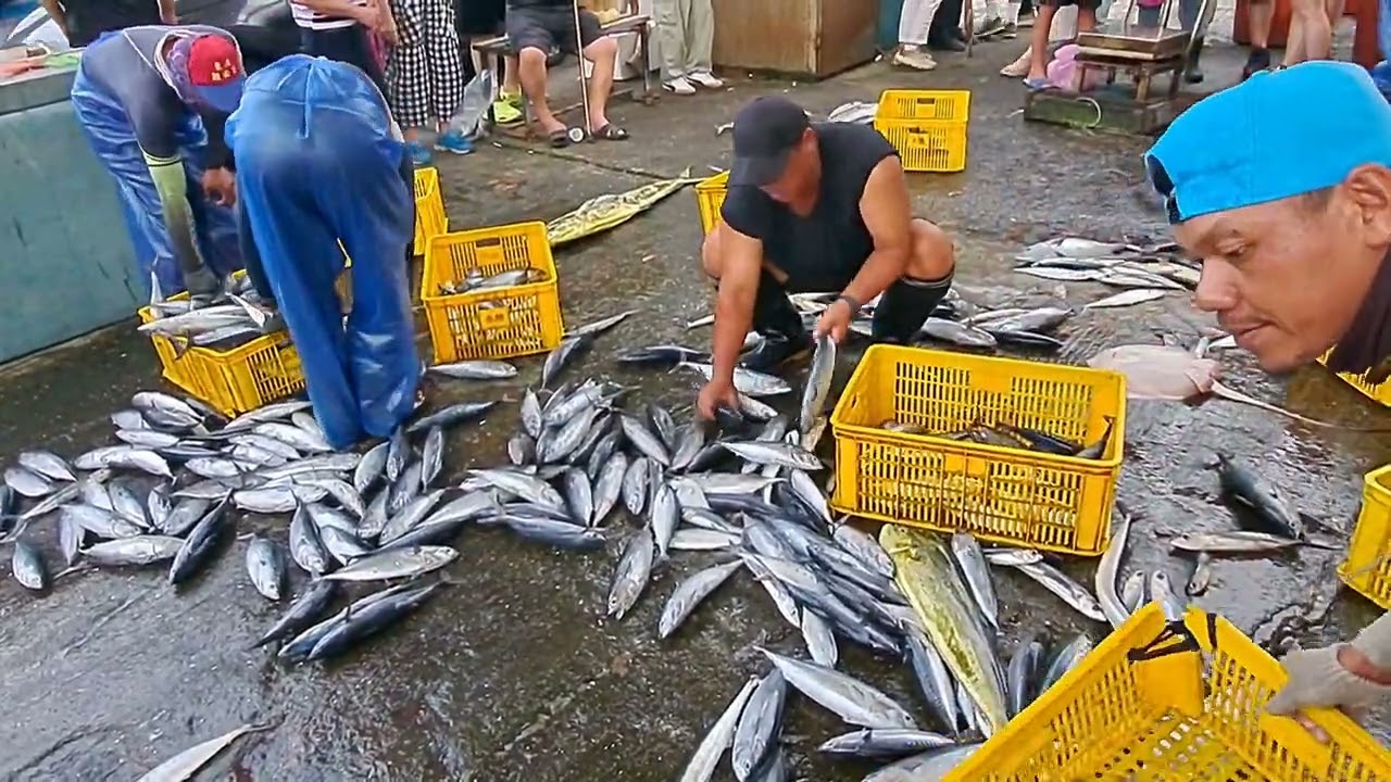 這震撼感太狂！直擊太平洋「生猛魚海」倒滿地，鰹魚、虱目魚隨你搶，搶到就是賺到！ 粉鳥林漁港 定置漁場 5