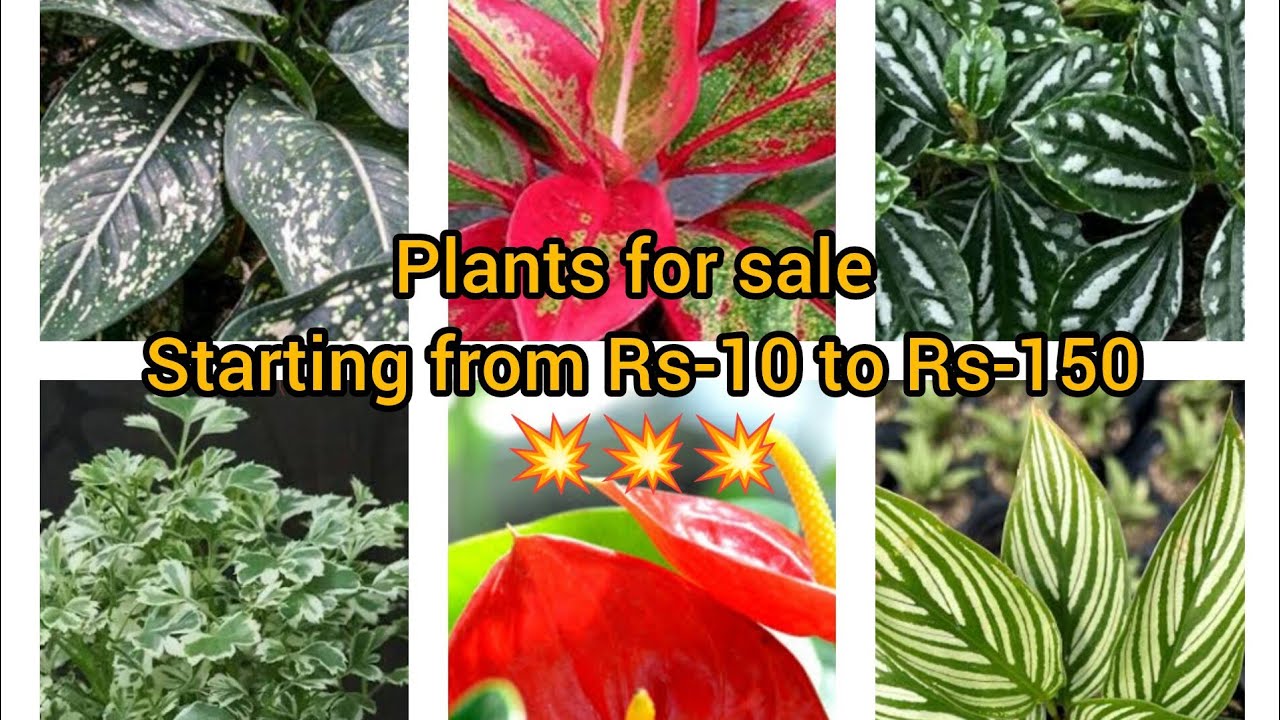 WhatsApp:9895462574.Plants for sale starting from Rs-10 to Rs-150