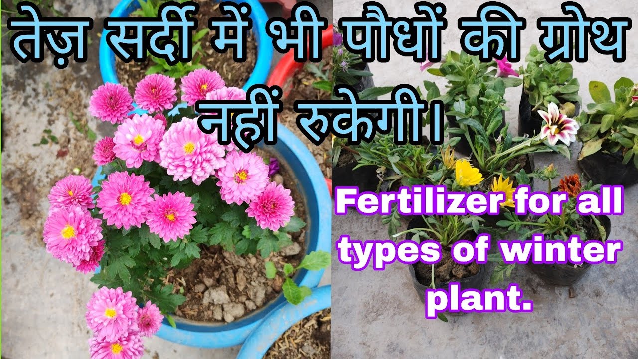 Powerful and warm fertilizer for winter plants /सभी तरह की पोषक तत्वों से भरा हुआ#recharge #viral 