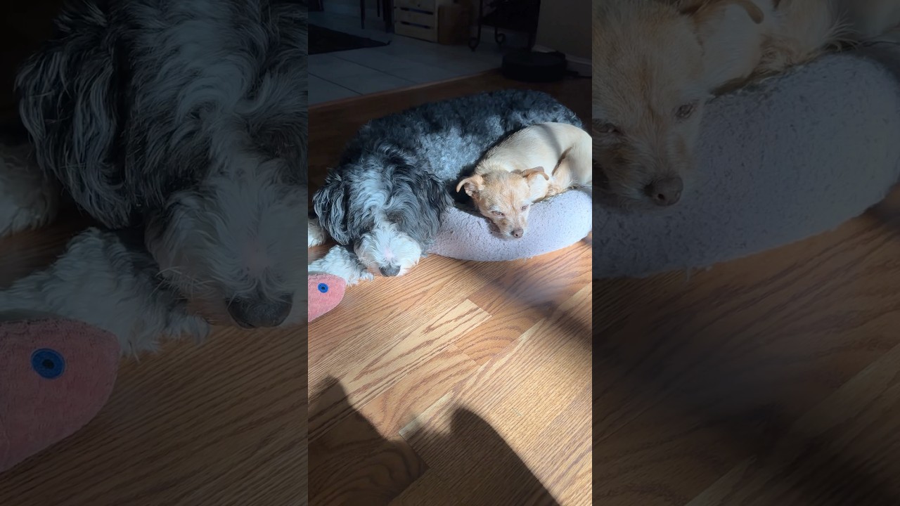 The cutest moment when they sleep together! #cute