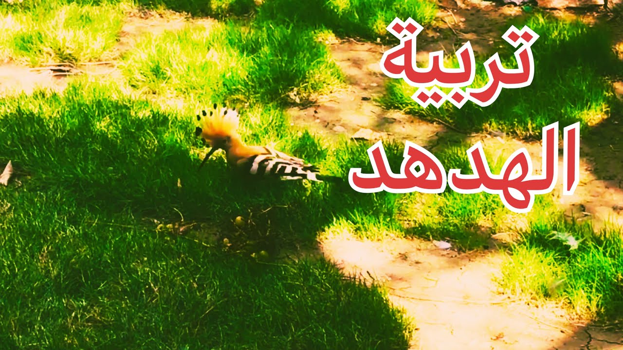 تربية طائر الهدهد داخل محمية عراقية للطيور ومعلومات مهمة حول تربية طائر الهدهد(34)