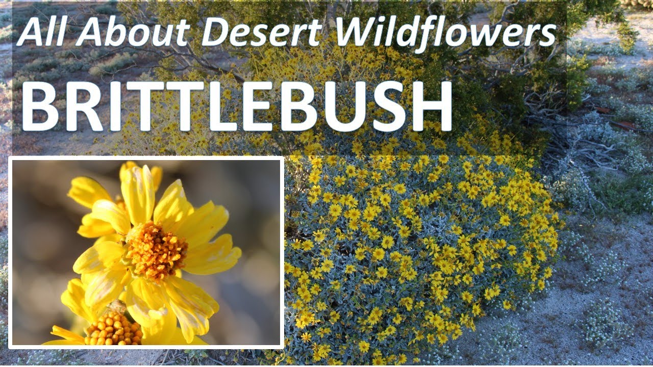 Superbloom BRITTLEBUSH Encelia farinosa Anza-Borrego California Desert Wildflowers