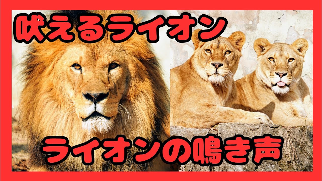 【リクの王国】リクどうしたの🥺身を寄せ合うエル&アマレット😢
