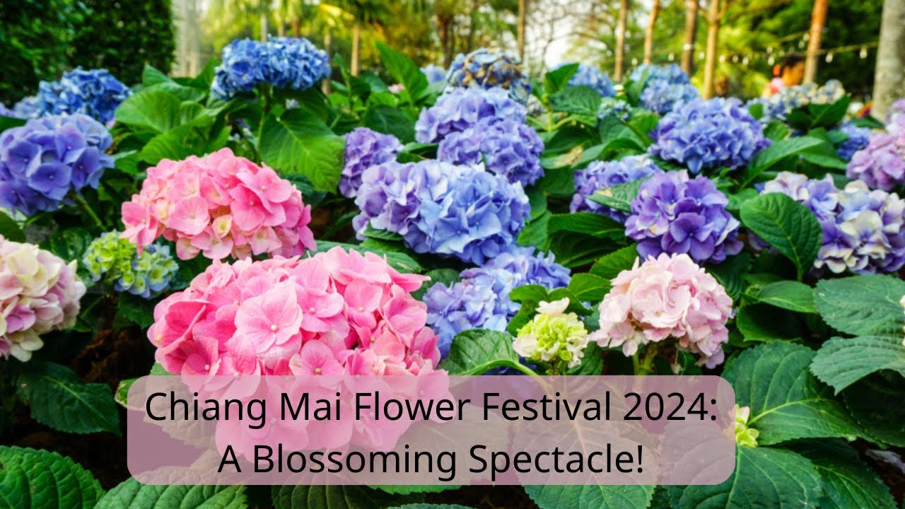 Chiang Mai Flower Festival 2024: A Blossoming Spectacle!