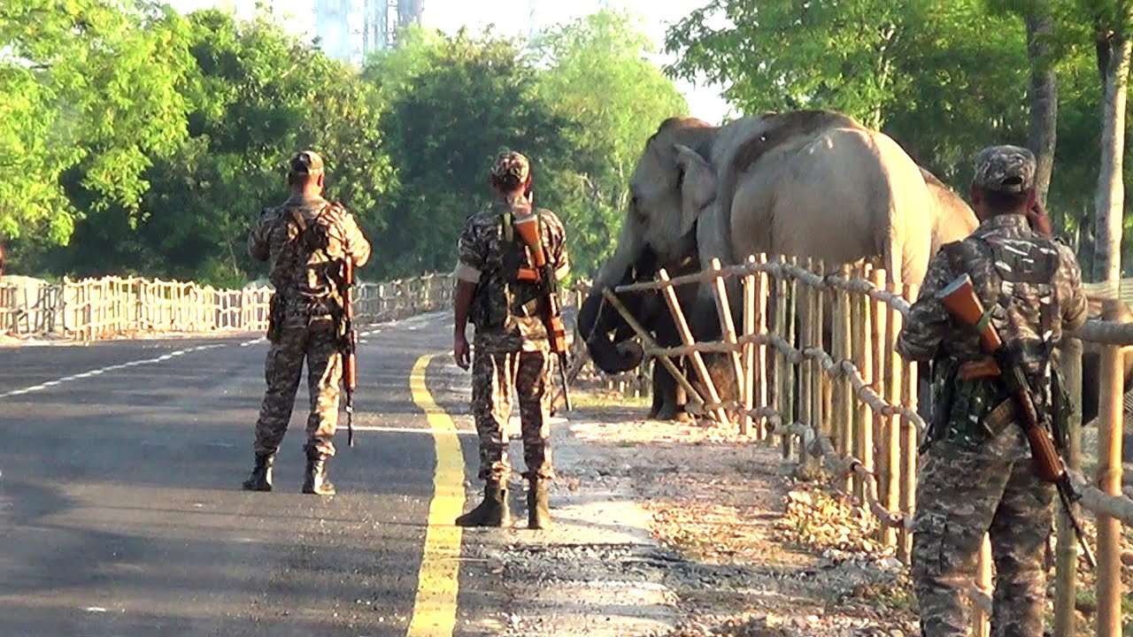 The soldiers are looking at the wild elephant with great love.Elephants herd crossing new NRL Road.