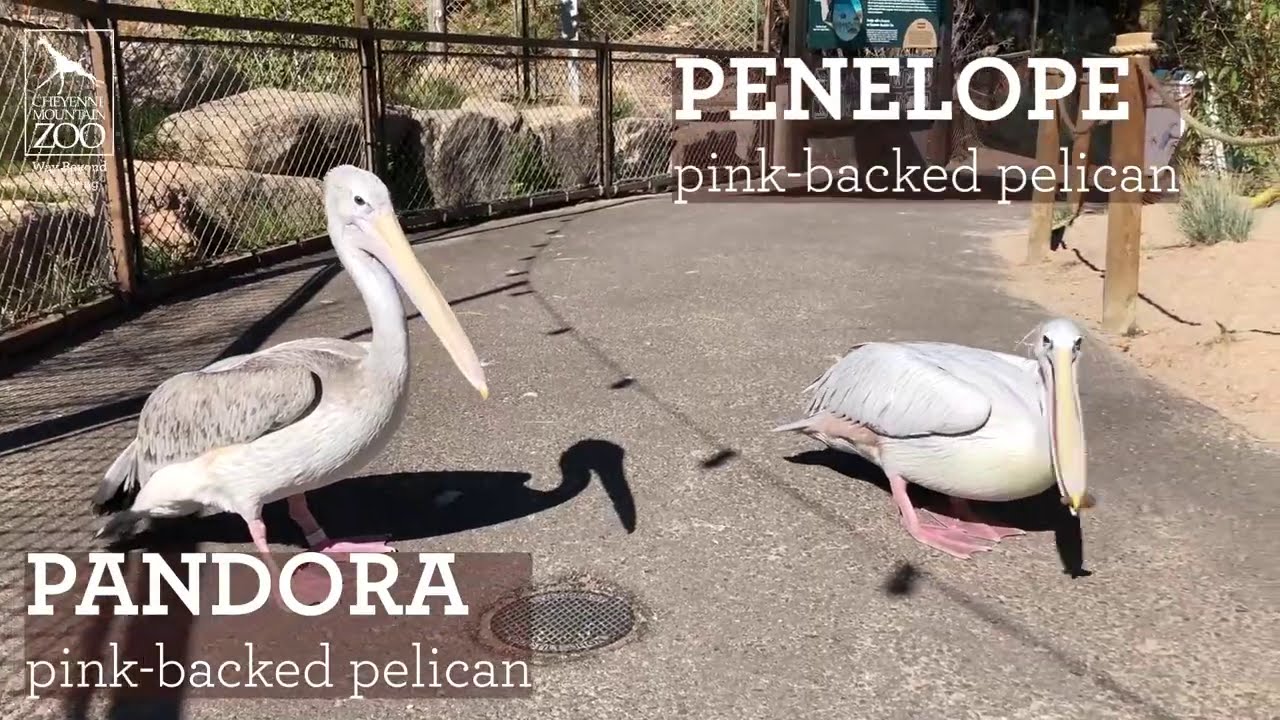 Checking in with CMZoo's three pink-backed pelicans