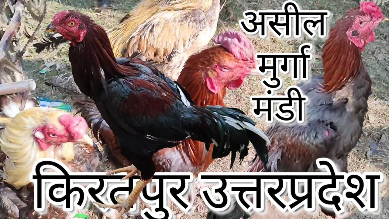 असील मुर्गा मंडी किरतपुर इतवार बाजार बिजनौर उत्तर प्रदेश / Aseel Murga mandi sunday market Kiratpur