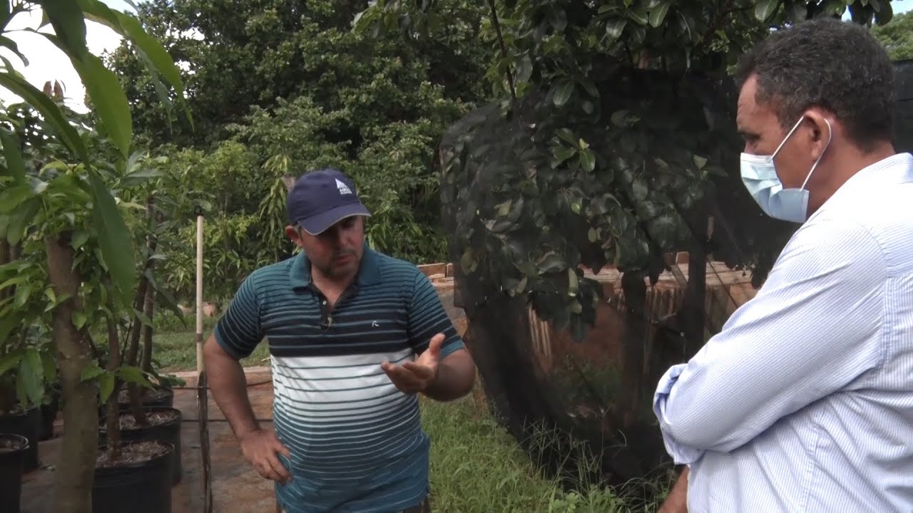 Viveiro com mais de 50 espécies de frutas aposta em novo esquema de reprodução 15 01 2022