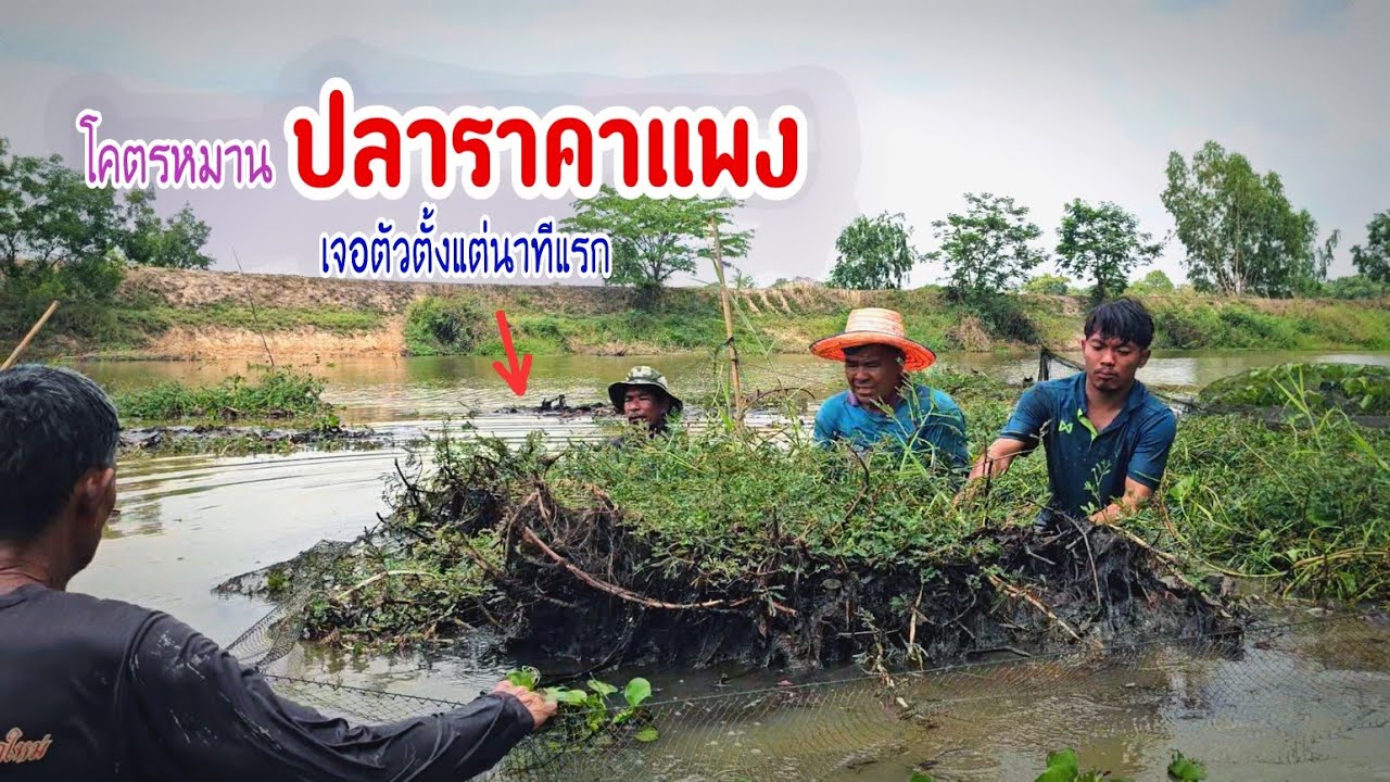 ระทึกตั้งแต่นาทีแรกประเดิมไซส์ใหญ่ตัวเป็นโล ปลาราคาแพง 120฿ หน้าแหยังขนาดนี้ในแหจะขนาดไหน ??