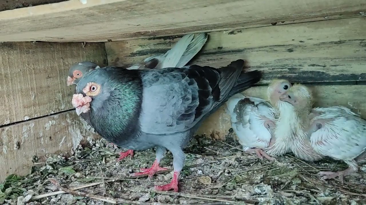 18 YEARS OLD BLOOD LINE HOMER PIGEONS.. 😱😱